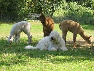 KOMONDOR - Kẻ có bộ lông kì dị. Komondor1LGDKomondorwithcrias_14_1