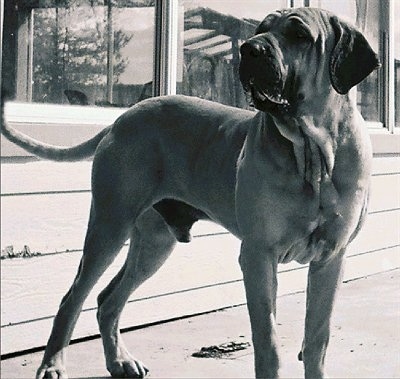 Fila brasilero ( brazilian mastiff) - Siêu hung thần xứ Brasil FilaBrasileiroBuffy