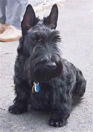 Kikos gyvūnai.Šunys. ScottishTerrierpoochposthaircut