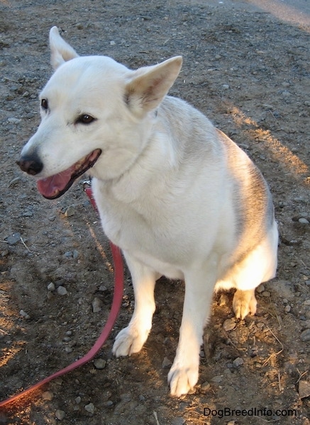 Snowflake the Alaskan Husky AlaskanHuskyRodeo2