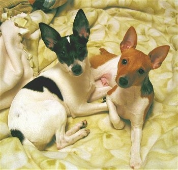 Le Rat terrier RatTerrierRoxyOttobed