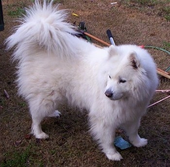 Samoyed - Nàng Bạch tuyết của rừng Taiga SamoyedAmy7YearsOld1