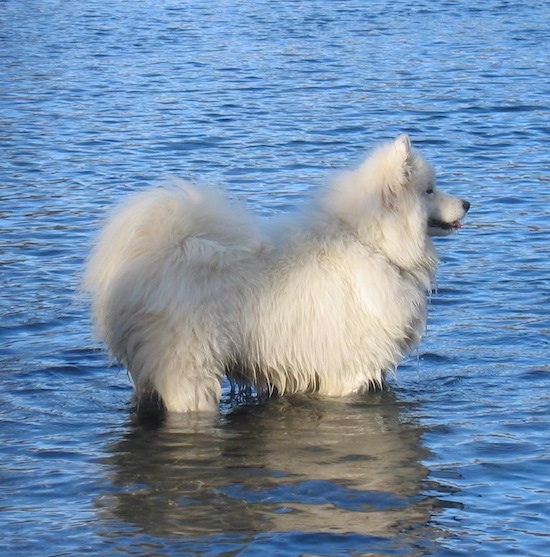 Samoyed - Nàng Bạch tuyết của rừng Taiga SamoyedHOLLYLakes3years