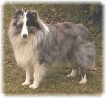 Shetlandski ovčar - Page 19 ShetlandSheepdogTurtleLND2Years