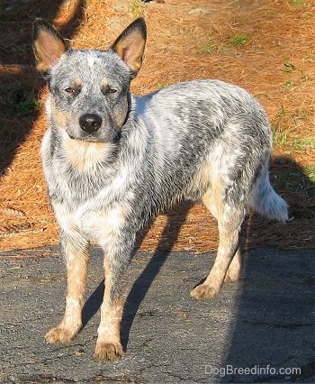 Post a Pic of something BLUE - Page 2 AustralianCattleDogMaxFullGrown