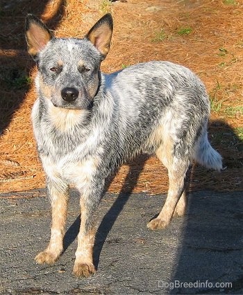 Le Bouvier Australien AustralianCattleDogMaxFullGrown