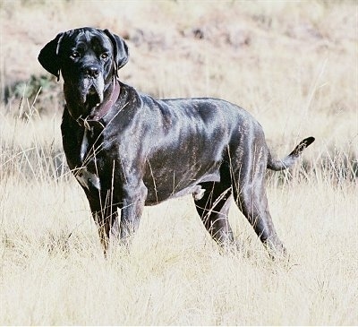 Fila brasilero ( brazilian mastiff) - Siêu hung thần xứ Brasil FilaMastiffTyson