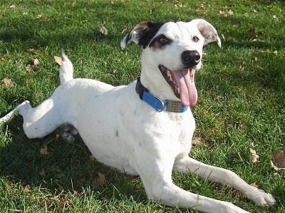 Bently needs a Loving, Caring home MIX2JackRussellTerrierGreyhound3years