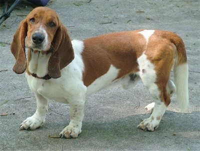 Ficha de Peter Tonks BassettHoundBandit2Years