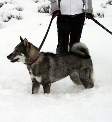 Akitas  y Shikokus ShikokuKenAhi3