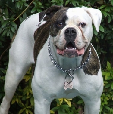 Oliver - Male - American Bulldog AmericanBulldogRoseFrisbeeDogFullGrown