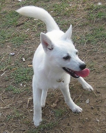 كلاب الهاسكي husky dogs AlaskanKleeKaiDogWhite8MonthsOld3