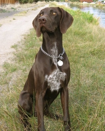 Rex the pointer GermanShorthairedPointerDogFritz2yearsOld1