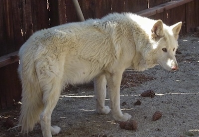 Your favourite dog breed?  WolfdogAngelCoatLowContentRescueDogHuskyGermanShepherdDogGSDWinter