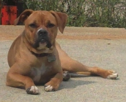 My Dogs BullboxerPitBoxerAmericanPitBullTerrierHybridDogsDestiny1