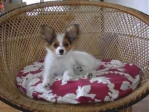 Papillon - Loài chó Bướm xinh đẹp Papillonindyrattan