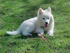 Samoyed - Nàng Bạch tuyết của rừng Taiga SamoyedAni1