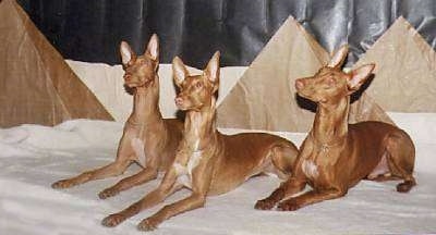 Pharaoh Hound - Loài chó săn của các vị vua Ai Cập PharaohHoundegyptianhounds