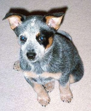 Le Bouvier Australien ACDPuppy