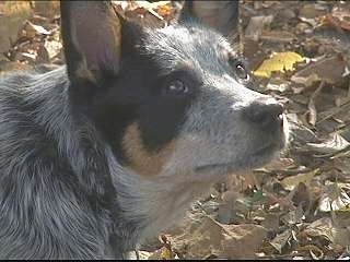 Le Bouvier Australien Australian_Cattle_Doglucy6mo2