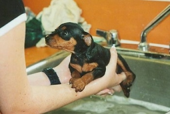 Miniature Pinscher MinPinLucys_First_Bath