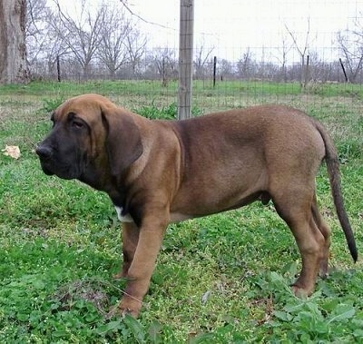 Fila brasilero ( brazilian mastiff) - Siêu hung thần xứ Brasil FilabrasileiroEspectaculodoPocodaOnca2