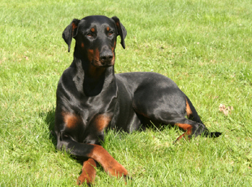 Doberman - Firme e Rigoroso Doberman