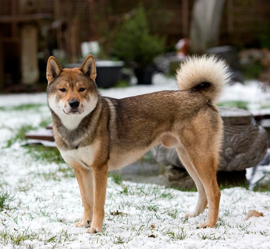 LE SHIKOKU Shikoku