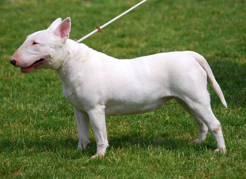 Extraordinary dogs - Helden auf vier Beinen Bull_terrier_10