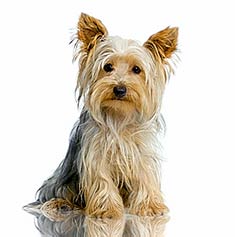 Isabella "Isa" Rosseaul Yorkshire_Terrier_body