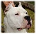 Dogo Argentino Testa%20pampero