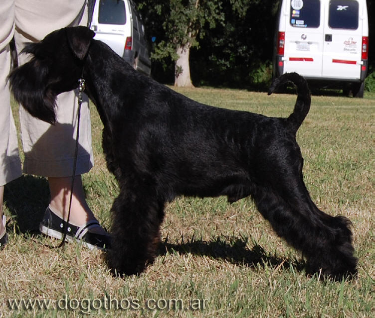 Polish Junior Champion DOG-OTHOS Gipsy King Gipsy%20bsas%20kennel%2015