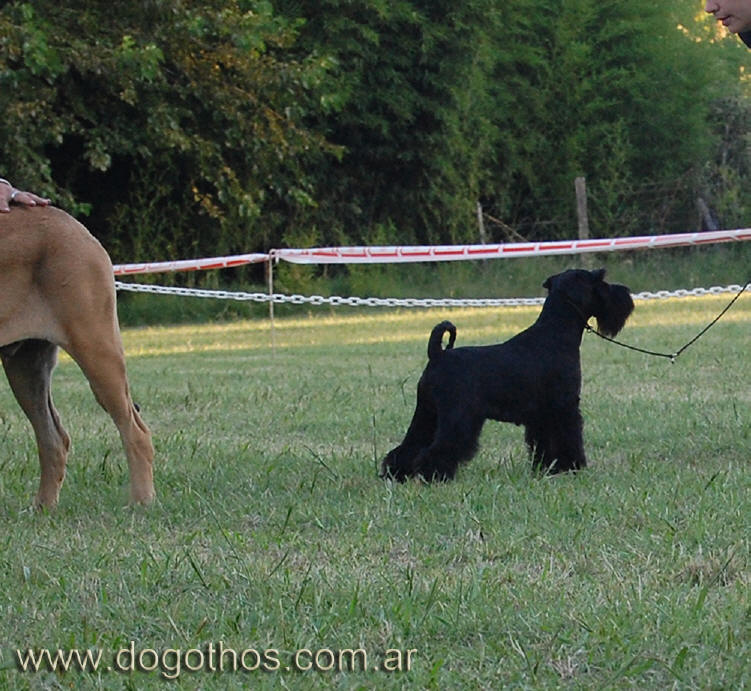 Polish Junior Champion DOG-OTHOS Gipsy King Gipsy%20bsas%20kennel%2019