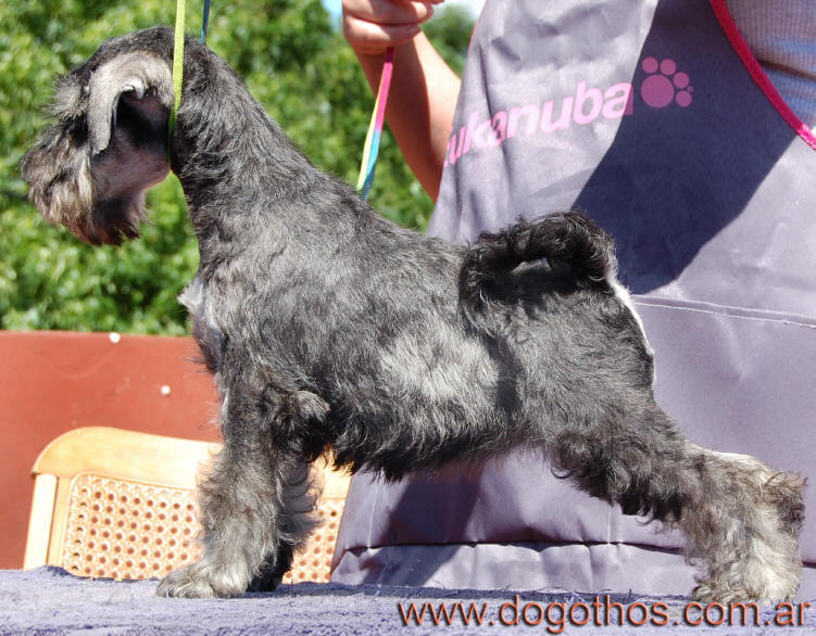 Argentine Schnauzer National Specialty - Page 2 Jeopardy%2030%20dic%202