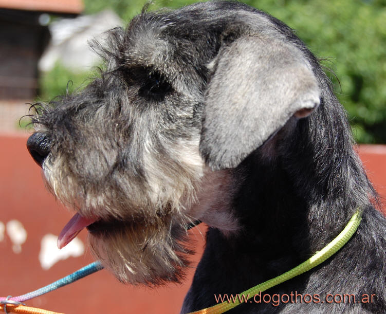 Argentine Schnauzer National Specialty - Page 2 Jeopardy%2030%20dic%204