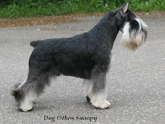 Estonian Junior Champion DOG-OTHOS Snoopy Snoopy%20estonia