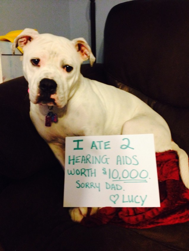 Dog Shaming.com: les chiens de la honte Image119-637x849