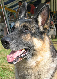 صور كلاب German Shepherd German_shepherd_v02