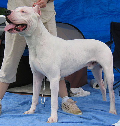 Dogue Argentino Dogo_argentino_h02