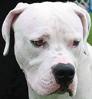 IL DOOG ARGENTINO Dogo_argentino_v02