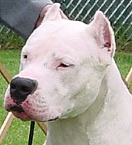   ((dogo argentino)) Dogo_argentino_v03