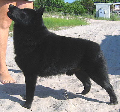 Pogodite koje je rase pas - Page 2 Schipperke_kegs_h02