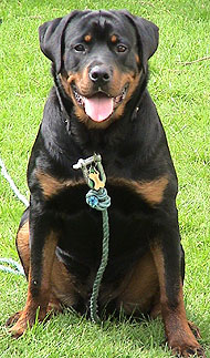 Rotvajler - Rottweiler Rottweiler_id72