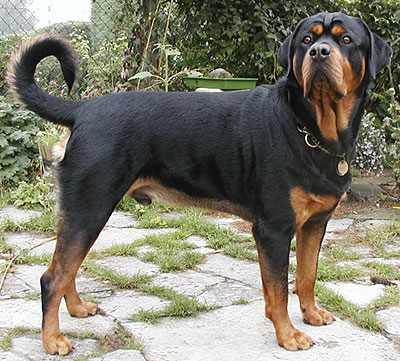 Evcil Hayvanlarınız Rottweiler_id73