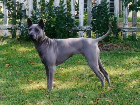 Thai ridgeback tâches blanches - Page 3 Thairidgeback_5