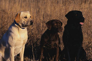 Retriver do Labrador 3cores2006