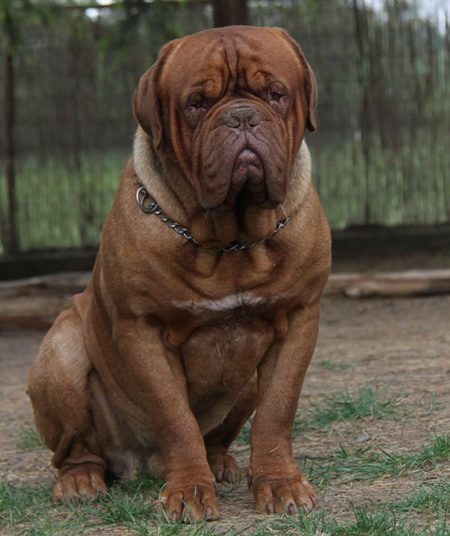 Olimpia dei dogue della valle Jive1a