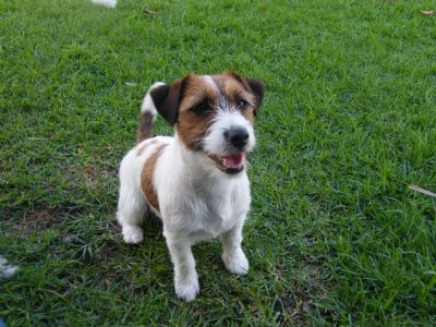 Jack Russell da sogno 32332_183