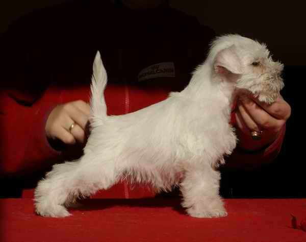 WHITE Mini Schnauzers - Litter A1 - in DOlina RIvendell Kennel Femaleczer_7t