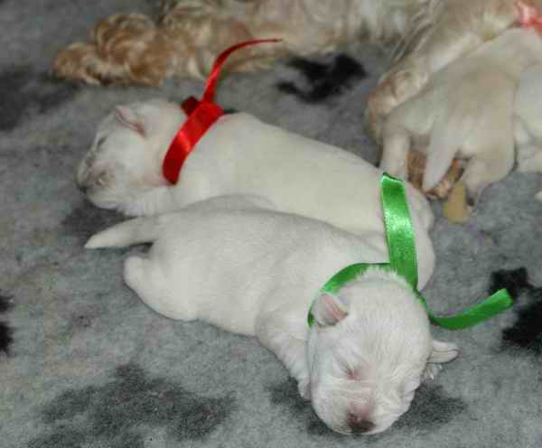 WHITE Mini Schnauzers - Litter A1 - in DOlina RIvendell Kennel Miota4